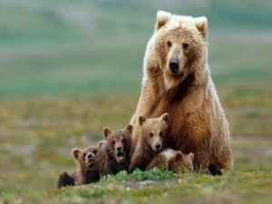Mom bear with her ​​cubs