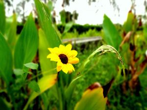 Lone sunflower