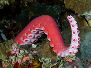 Octopus leg between marine rocks