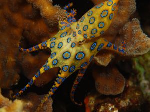Octopus with blue circles