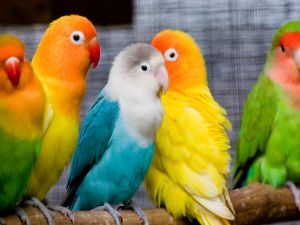 Parakeets with pretty colors