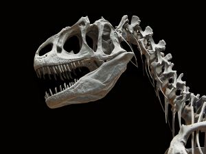 Skeleton of a dinosaur