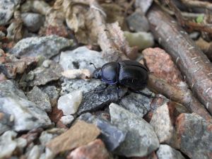 Beetle walking on stones