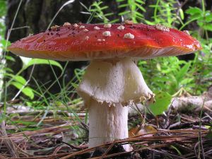 A mushroom closeup view