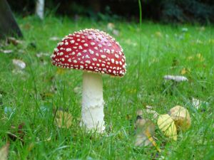 Mushroom with red hat