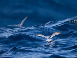 Seagulls fishing in sea surface