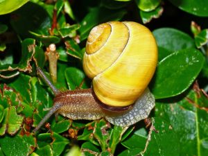 Snail with yellow shell