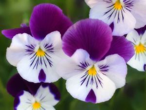 White and purple petunias