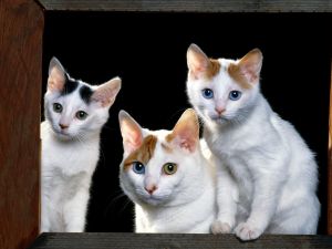 Framed kittens