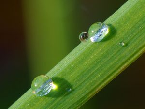 Two drops of dew on a blade of grass