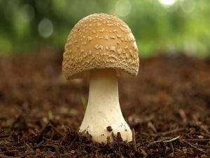 A perfectly shaped mushroom