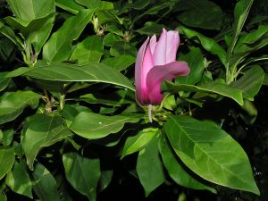 Magnolia and green leaves