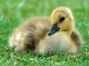 Duckling on the grass