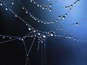 Water drops forming a spider web