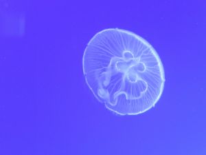Bright white medusa