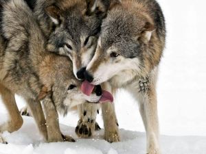 Three wolves in the snow