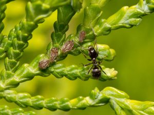 Ant and aphids in a "Thuja occidentalis"