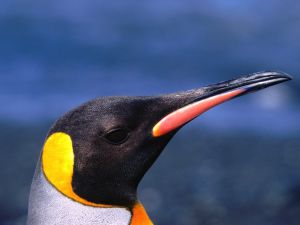 The beak of a penguin