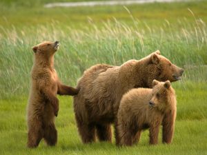 Bear family on a green meadow