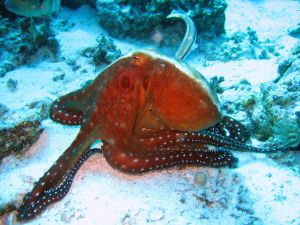 Octopus in the seabed