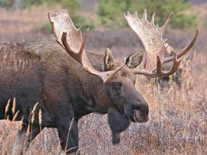 The elk, the bigger of the deers