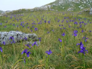 Field of Iris (Iris latifolia) in the Pyrenees