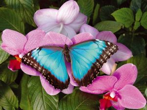 Blue butterfly on a flower