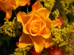 An orange rose