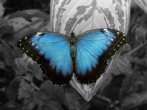 Blue butterfly on a gray leaf