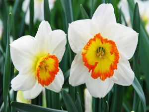 Two white daffodils