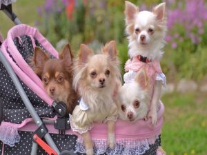 Chihuahuas in a stroller