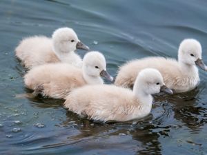 Swan chicks swimming in the water