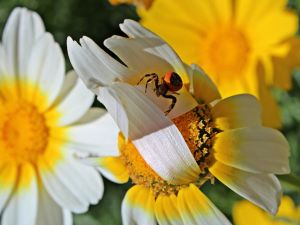 Spider on a daisy