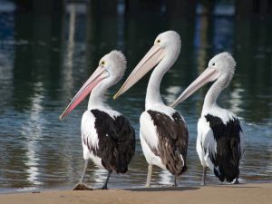 Trio of pelicans
