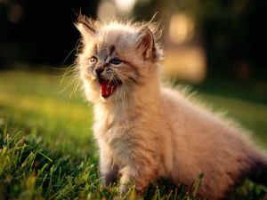 Angry kitten
