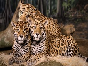 Trio of jaguars