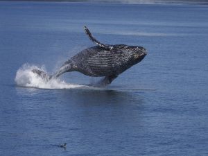Humpback whale in the ocean