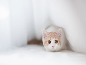 A very watchful white kitten