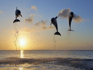 Dolphins in the air
