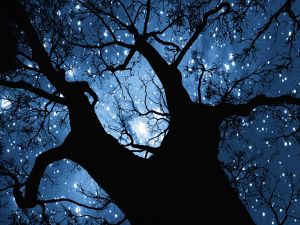Stars among the branches of a tree