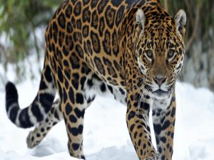 Jaguar walking in the snow