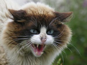 Very angry cat