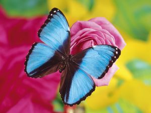 Blue butterfly on a rose