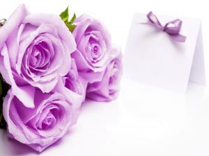 Beautiful lilac roses