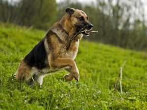 German shepherd with a stick in his mouth