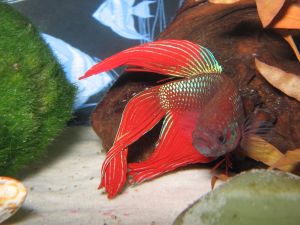 Red Betta fish