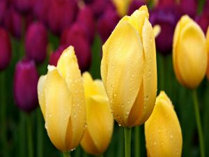 Yellow tulips with dew drops
