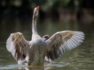 Goose moving its wings in water