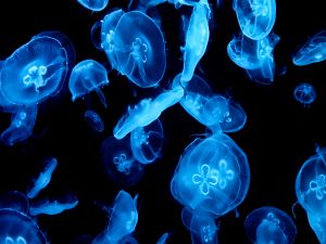 Jellyfish blue fluorescent colored