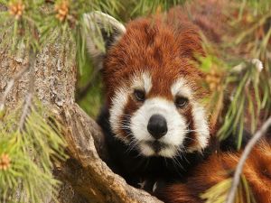 Red panda in the branches of a tree
